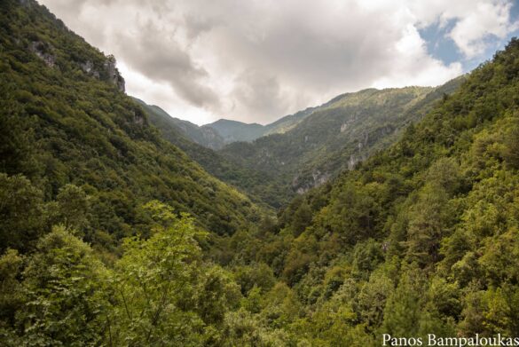 Το ρέμα κυλάει μέσα στο πυκνό δάσος