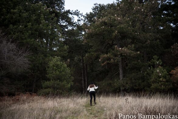 Μπαίνοντας στο δάσος