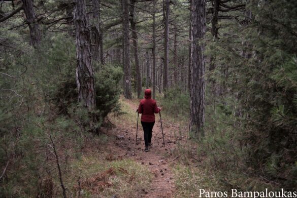 Προς Τσουκνίδα