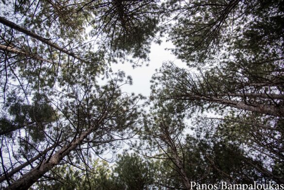 Δασική πεύκη