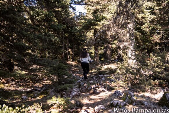 Πυκνό δάσος