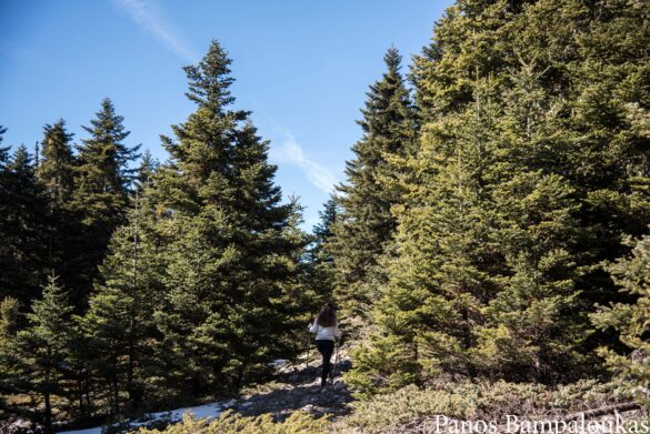 Δάσος με έλατα