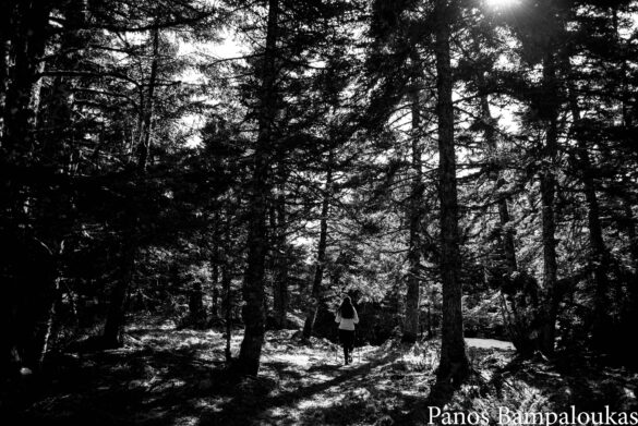 Πυκνό δάσος