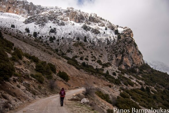 Ο δασικός δρόμος που ακολουθούμε