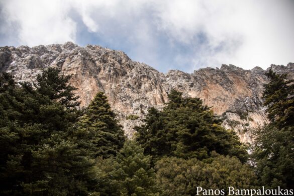 Έλατα και βράχια