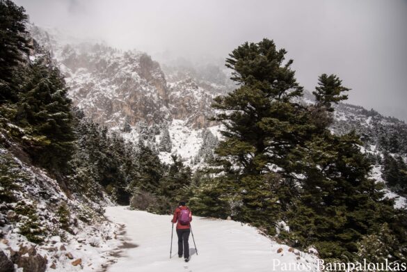 Ο δασικός δρόμος
