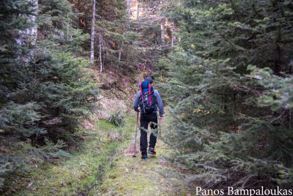 Αρχή διαδρομής στον μικρό δασικό δρόμο
