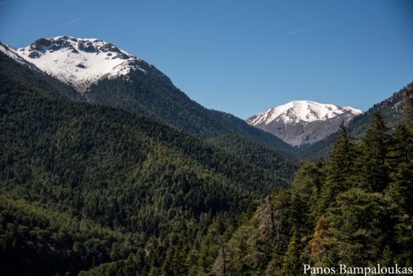 Δάσος με έλατα και μαύρη πεύκη