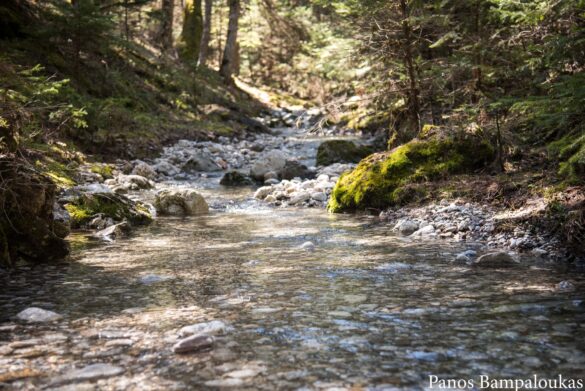 Το μικρό ρέμα την άνοιξη κατεβάζει αρκετό νερό