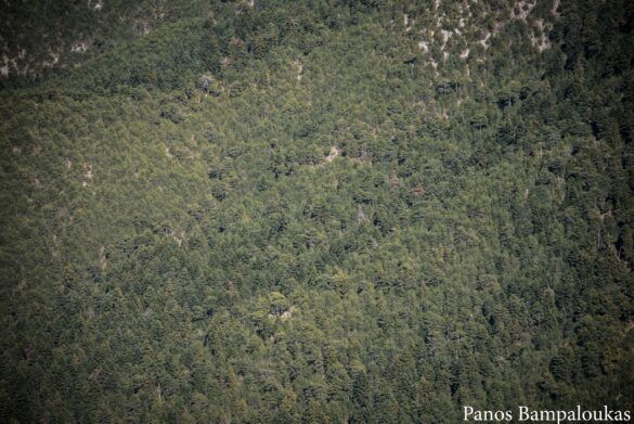 Πυκνό δάσος
