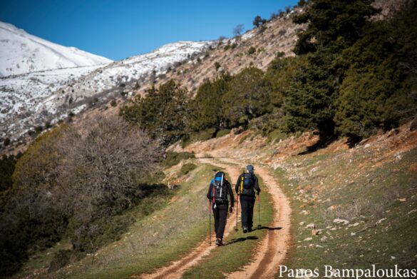 Ο δασικός δρόμος μετά την πρώτη στάνη