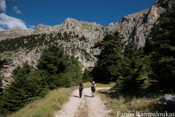 Ο δασικός δρόμος που περπατάμε στην αρχή
